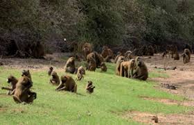 Only the mandrill in modern scientific use, only members of the genus papio are called baboons, but previously the. Deutsches Primatenzentrum Guinea Baboon Research