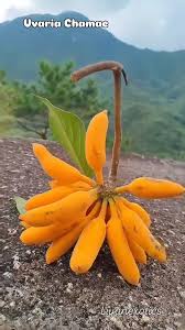 Image result for Uvaria tanzaniae