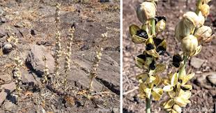 Image result for Drimia