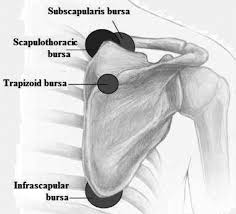 Image result for Scapulothoracic Injection