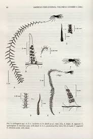 Image result for Lellingeria