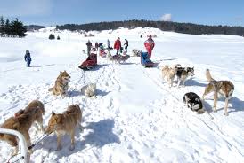 Colonie Huskies Sortie Chiens De Traineau En Hiver Vacances Pep Super grande chienne qui est maintenant à la retraite. vacances pep