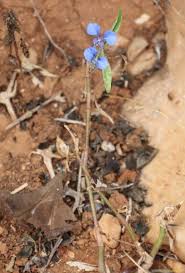 Image result for Commelina nyasensis