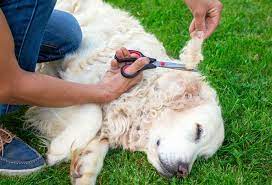 How To Use Cornstarch For Matted Dog Hair Patchpuppy Com