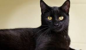 ruyada siyah kedi gormek neye isaret ruyada siyah kedi isirmasi ne demek bilse bilse