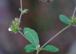 Image result for Blepharis maderaspatensis
