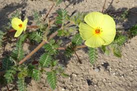 Image result for Tribulus zeyheri