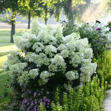 Be sure to look at the guidelines on the plant tag to be some hydrangea varieties, like oakleaf hydrangea, get quite large, while others are bred to be dwarves. Bobo Panicle Hydrangea Hydrangea Paniculata Proven Winners