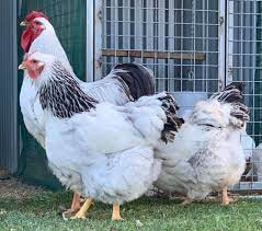 We did not find results for: Columbian Wyandotte Eggs Height Size And Raising Tips