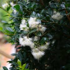 Been on the ground 1 year. How To Choose A Hedging Plant Bunnings Workshop Community