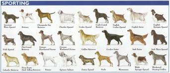 The 7 Dog Breed Groups Explained American Kennel Club Dog Breed Selector Dog Breeds Sporting Dogs Breeds