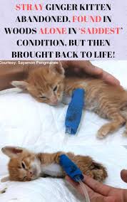 Get an alert with the newest ads for cats & kittens for rehoming in city of toronto. Cats Craigslist Siberiancatsforsale Ginger Kitten Cats Benadryl For Cats