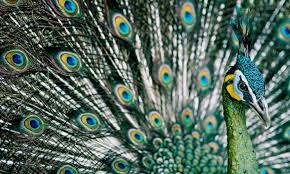 10 gambar burung cendrawasih paling indah cantik di dunia burung. 15 Burung Tercantik Di Dunia Beberapa Di Antaranya Dari Indonesia Lho