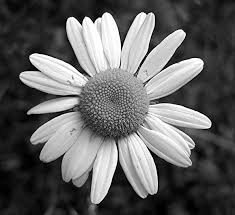 Black And White Daisy Black And White Daisy Fotos Mente