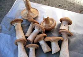 Hindistan'ın mumbai kentinde çalışan göz cerrahı. Yoremizin Yenebilen Mantar Cesitleri Vitrin Haber