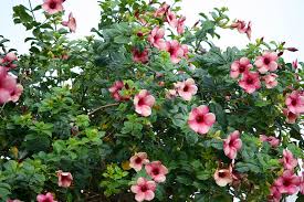 Image result for Allamanda
