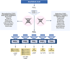 Sex-differences in prostaglandin signaling: a semi-systematic review and  characterization of PTGDS expression in human sensory neurons | Scientific  Reports
