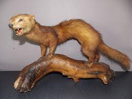 Vintage Taxidermy Ferret From France Wall Hanging Stuffed Etsy Wall Hanging Animals Taxidermy