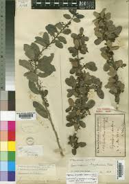 Image result for Gymnosporia arbutifolia