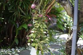 Morning sun or dappled light is best as hot summer sun can burn them. Hoya Plant Plant Care Growing Guide