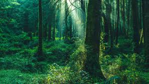 Application of the term has varied greatly during the past recent centuries. Forests Woods Jungles What S The Difference Mental Floss