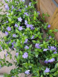 Image result for Vinca minor