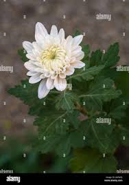 Image result for Chrysanthellum indicum