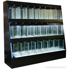 Betta Tank Fighter Fish Display Tank Amazing Amazon Betta Tank Betta Fish Tank Fish Tank