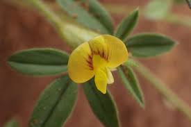 Image result for Stylosanthes fruticosa