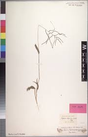 Image result for Digitaria abyssinica