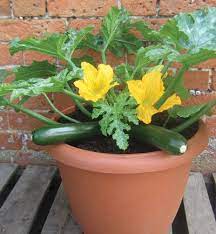 Squash Zucchini Planting Growing Harvesting Guide How To Container Gardening Growing Vegetables Plants Container Gardening