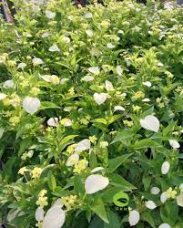 Image result for Pseudomussaenda