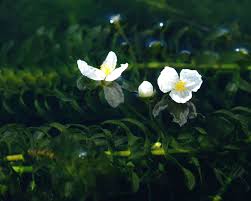 Image result for Elodea