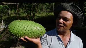 Image result for Annona muricata