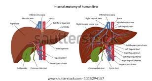 Likewise the liver signals stress by disc. Hatar Azonositani Nepszerusit Liver Blood Supply Westlapetsitting Com