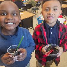 Mrs. Rideau's 2nd graders are growing fave and radish plants!