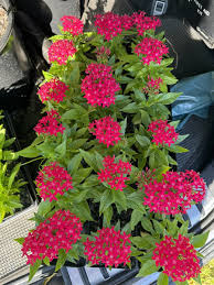 Image result for Pentas lanceolata