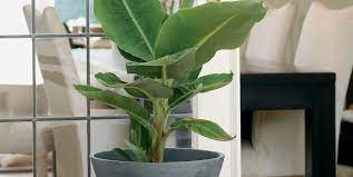 To help care for your banana plant and keep its foliage looking lush and green, grab some fertilizer. Banana Plant Buying Growing Caring For A Banana Leaf Plant