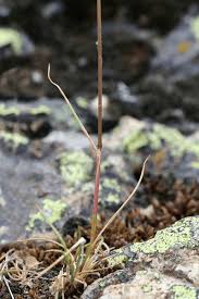 Image result for Avenella flexuosa