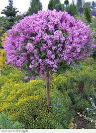 Ogrod Taras Baume Garten Lila Pflanzen Blumenbaum