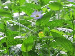 Image result for Thunbergia laborans