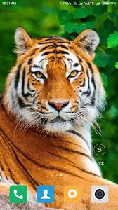 Tiger Wallpaper Home Screen On High Definition Wallpaper On Flowerswallpaper Info If You Like It Iphone In 2020 Tiger Wallpaper Tiger Pictures Wild Animal Wallpaper