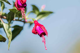 The french monk and botanist charles plumier discovered fuchsia on the island of hispaniola in the late 1600's. Fuchsia Plant Care Growing Guide