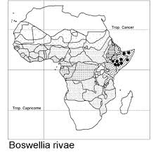 Image result for Eriocoelum lawtonii