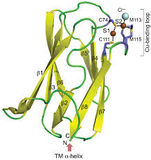 Image result for Copper Poisoning