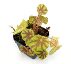 Image result for Begonia elaeagnifolia