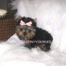 Chorkie puppies $400 dallas, texas. Teacup Yorkie For Sale Yorkie Breeder Yorkie For Sale Micro Yorkie