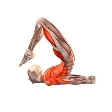 Mastery of the headstand pose gives one balance and poise, both physically and mentally, and demands great mental focus, as well as great strength. Locust Pose With Legs Bent Salambhasana With Legs Bent Yoga Poses Yoga Com Yoga Anatomy Yoga Help Yoga Muscles