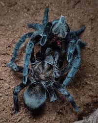 Image result for Digitaria pulchra