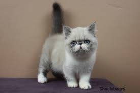 Pin On Choclobears Exotic Shorthair Persian And Himalayan Cats